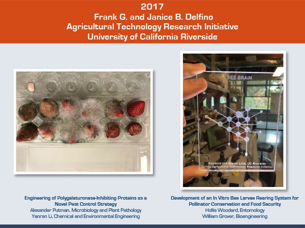 2017 Delfino Initiative Project