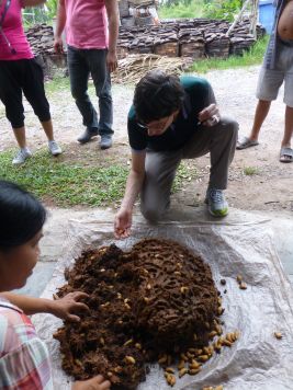 Gabriel Mott shopping for weevil larvae in Thailand (c) Hoddle Lab / UCR