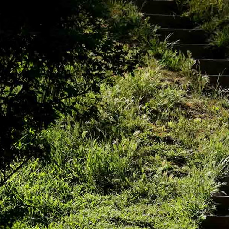 Botanic Gardens Stairs