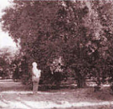 H.J. Webber examines a sweet orange tree in an East Highland orchard in 1944