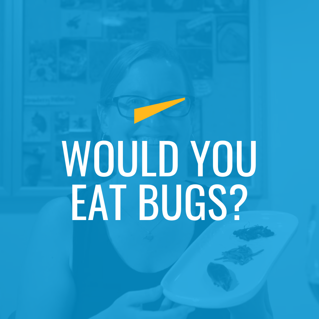 Would You Eat Bugs